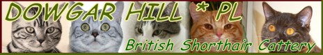 Dowgar Hill*Pl Hodowla Kotów Brytyjskich