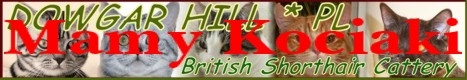 DOWGAR HILL * PL  Hodowla Kotów Brytyjskich.