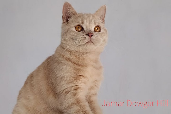 kot brytyjski - Jamar Dowgar Hill