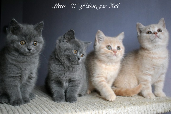 koty brytyjskie of Dowgar Hill Miot U