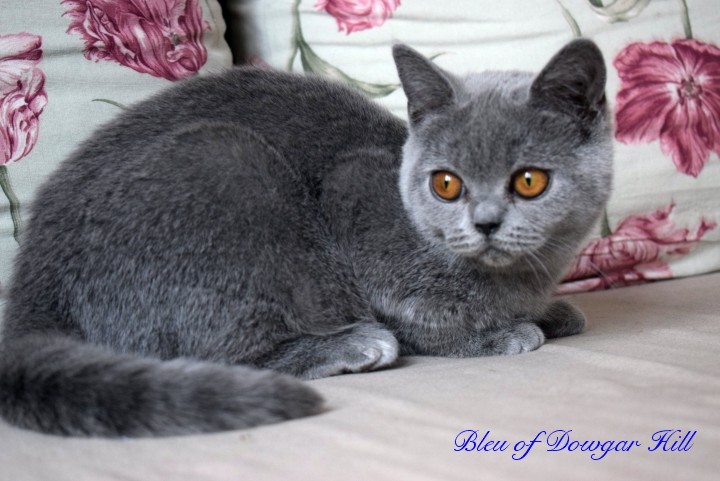 kot brytyjski - Bleu of Dowgar Hill