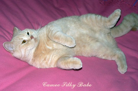 kot brytyjski - Cameo Silky Babe